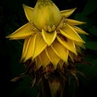 Exotic Beauty (71) : Golden lotus banana