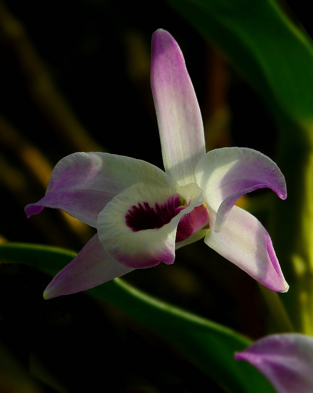 Exotic Beauty (72) : Noble Dendrobium