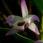 Exotic Beauty (72) : Noble Dendrobium