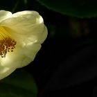 Exotic Beauty (73) : White Japanese Camellia