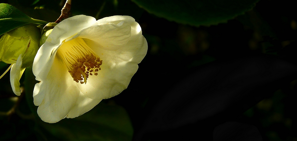 Exotic Beauty (73) : White Japanese Camellia