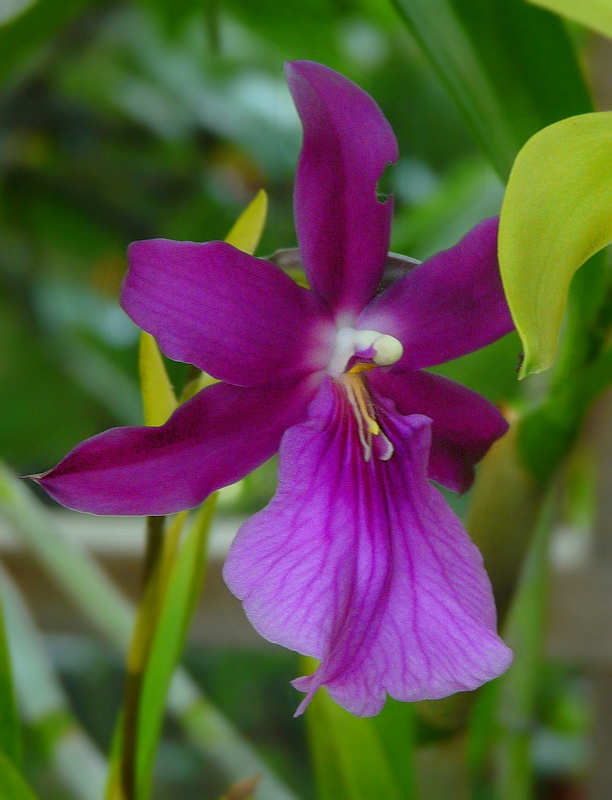 Exotic Beauty (74) : Outstanding Miltonia