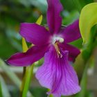 Exotic Beauty (74) : Outstanding Miltonia