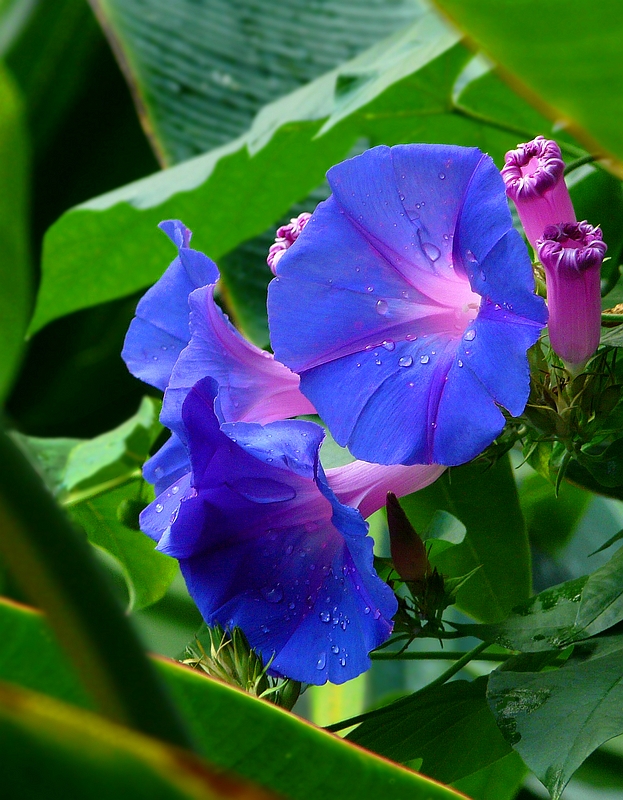 Exotic Beauty (76) : Purple Morning Glory