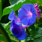 Exotic Beauty (76) : Purple Morning Glory