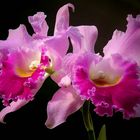 Exotic Beauty (77) : Warscewicz's Cattley’s orchid