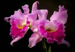 Exotic Beauty (77) : Warscewicz's Cattley’s orchid