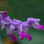 Exotic Beauty (78) : Mexican Bush Sage