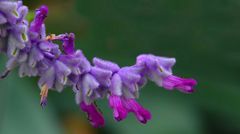 Exotic Beauty (78) : Mexican Bush Sage