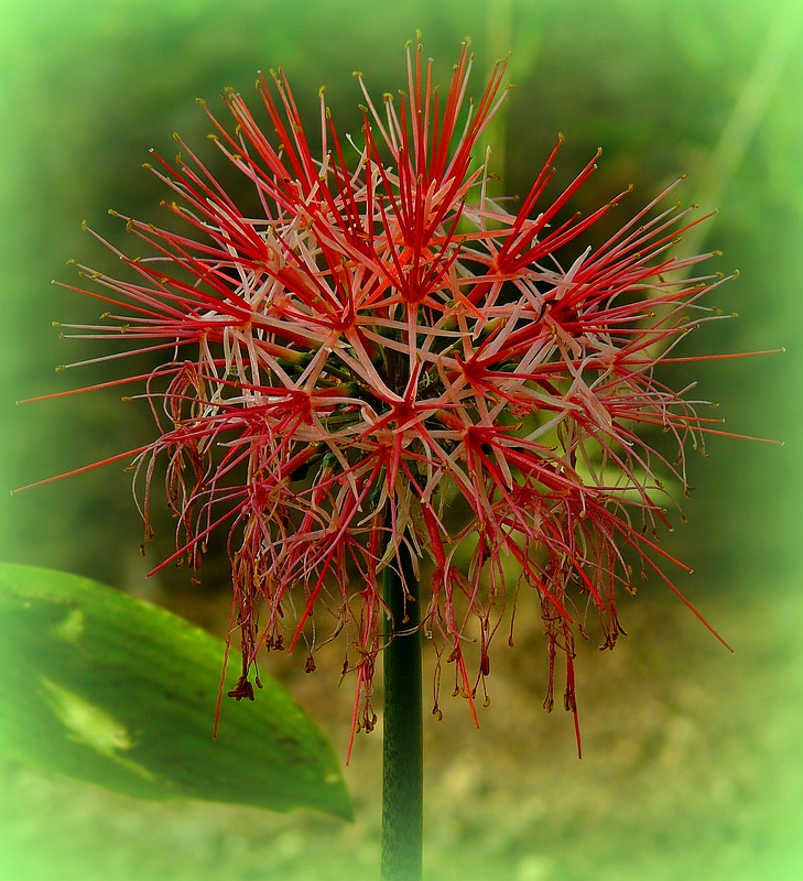 Exotic Beauty (79) : Bloodflower