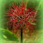 Exotic Beauty (79) : Bloodflower