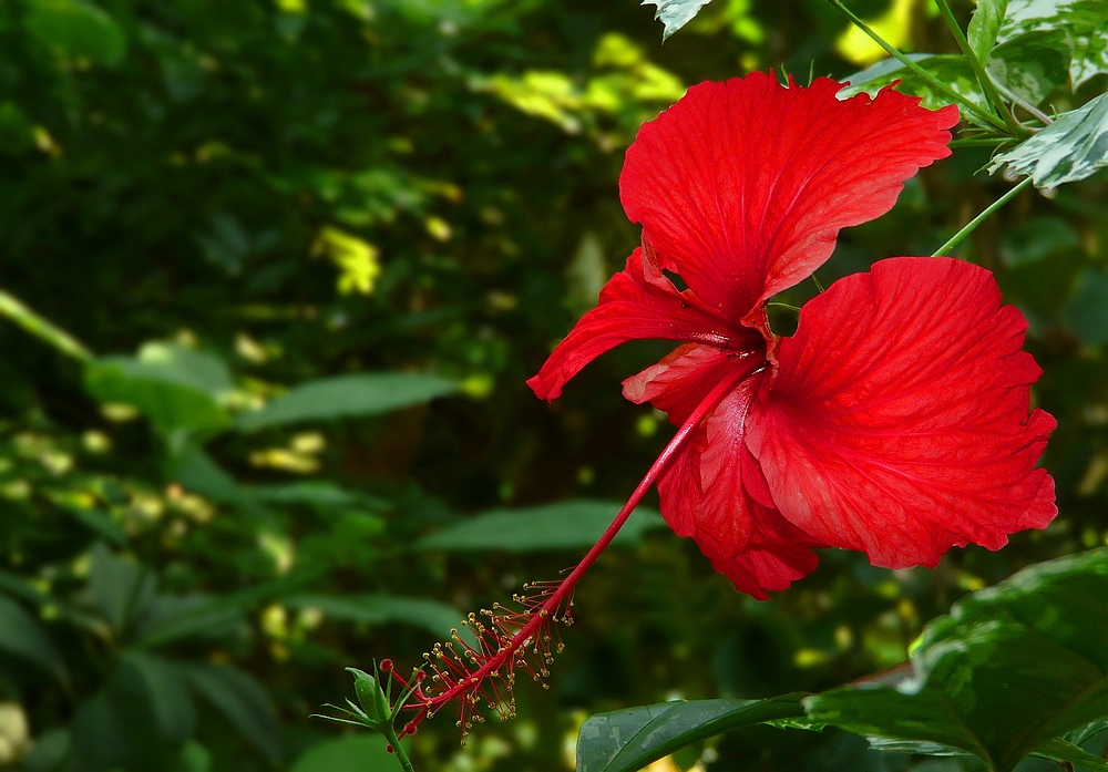 Exotic Beauty (8) : Chinese hibiscus