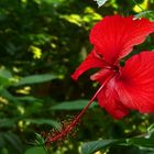 Exotic Beauty (8) : Chinese hibiscus