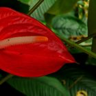 Exotic Beauty (80) : Flamingo flower