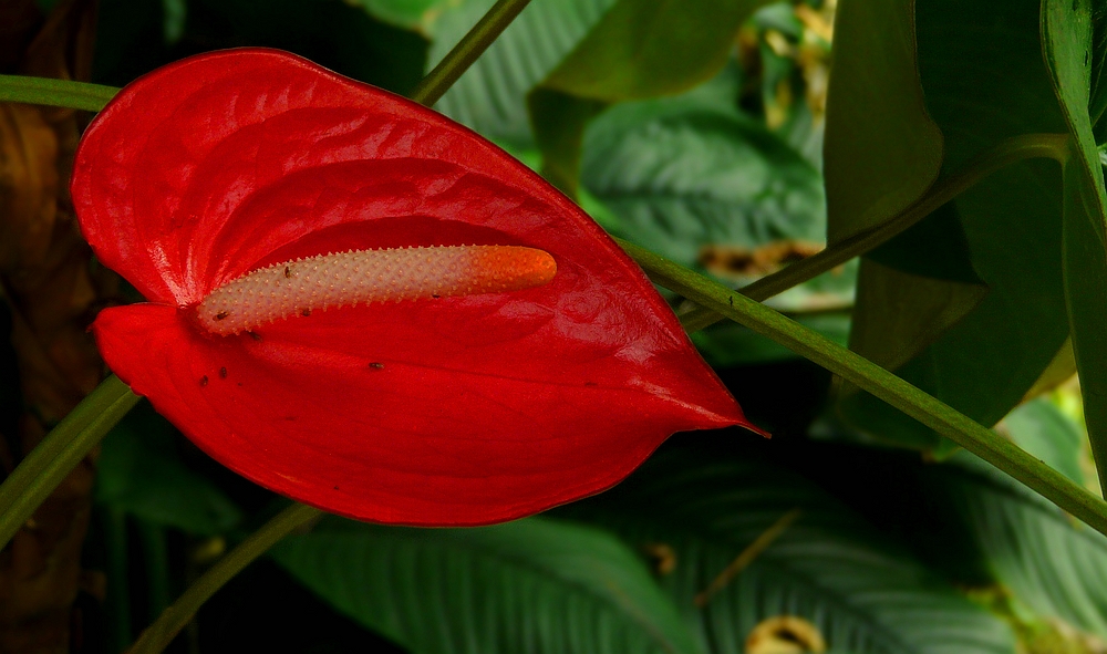 Exotic Beauty (80) : Flamingo flower