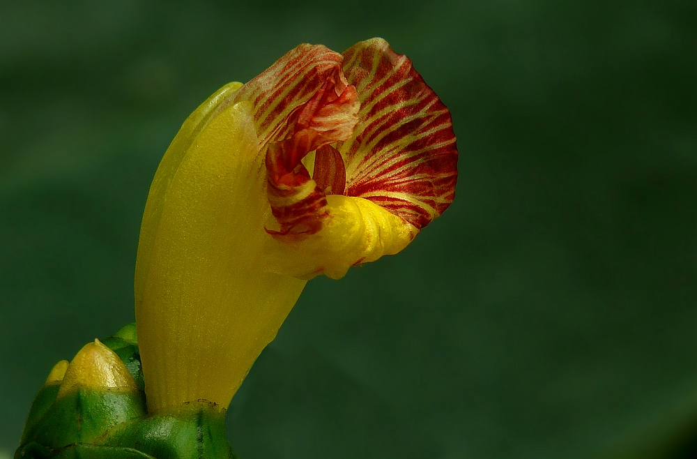 Exotic Beauty (81) : Insulin plant