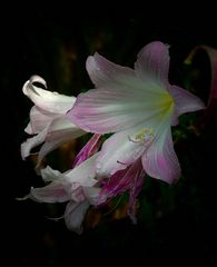 Exotic Beauty (82) : Belladonna Lily