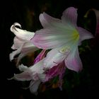 Exotic Beauty (82) : Belladonna Lily