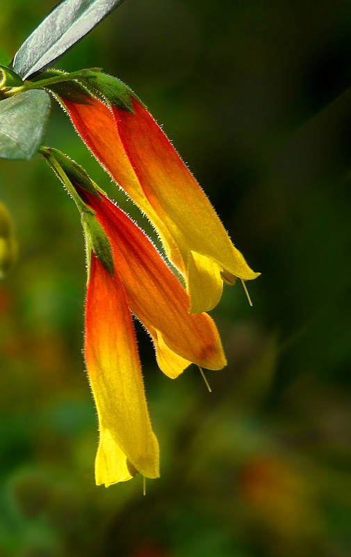 Exotic Beauty (84) : Brazilian Fuchsia