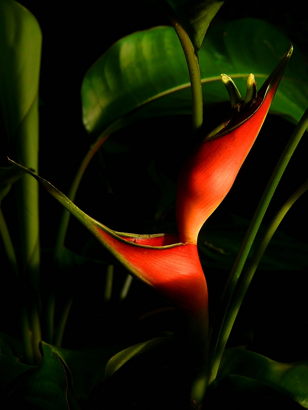 Exotic Beauty (86) : Lobster-claw