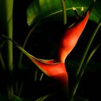 Exotic Beauty (86) : Lobster-claw