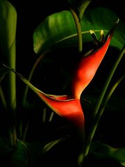 Exotic Beauty (86) : Lobster-claw