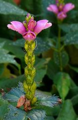 Exotic Beauty (87) : Turtlehead