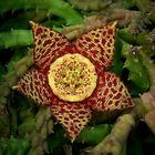 Exotic Beauty (88) : Carrion flower