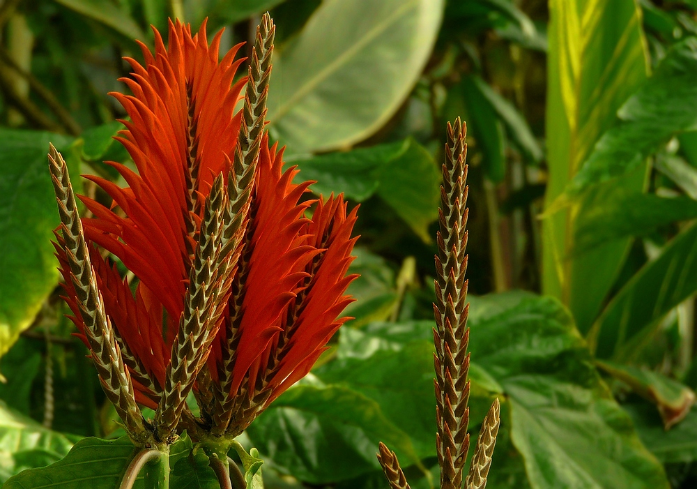 Exotic Beauty (9) :  Aphelandra tetragona