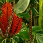 Exotic Beauty (9) :  Aphelandra tetragona