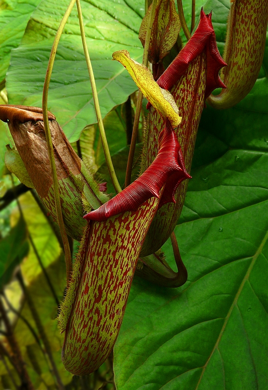 Exotic Beauty (90) : Upper Pitcher Plant