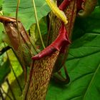 Exotic Beauty (90) : Upper Pitcher Plant