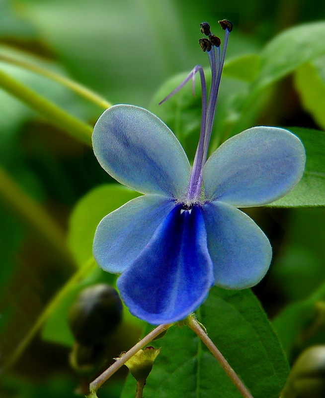 Exotic Beauty (91) : Blue Butterfly Bush