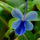 Exotic Beauty (91) : Blue Butterfly Bush