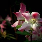 Exotic Beauty (92) : Rhododendron renschianum