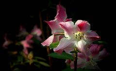 Exotic Beauty (92) : Rhododendron renschianum