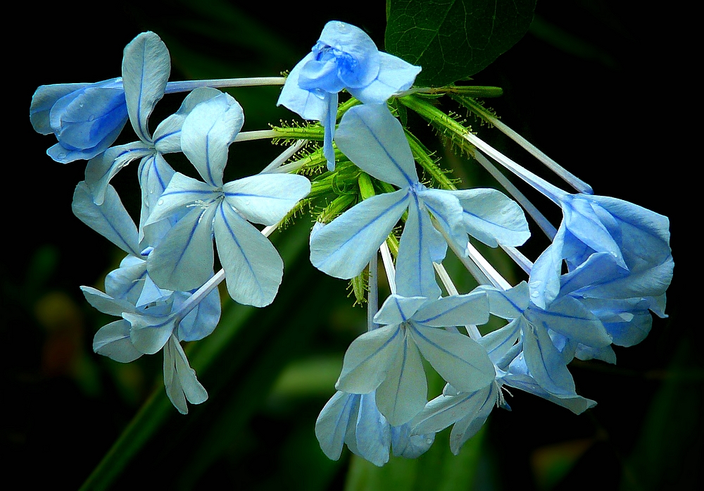 Exotic Beauty (93) : Blue Plumbago