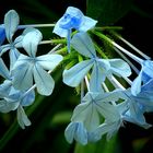 Exotic Beauty (93) : Blue Plumbago