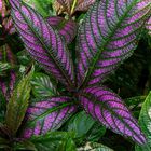 Exotic Beauty (94) : Persian Shield