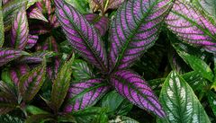 Exotic Beauty (94) : Persian Shield