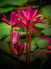 Exotic Beauty (95) : Indian Red Water Lily