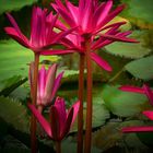 Exotic Beauty (95) : Indian Red Water Lily