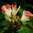 Exotic Beauty (96) : African Spiral Ginger