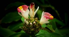 Exotic Beauty (96) : African Spiral Ginger