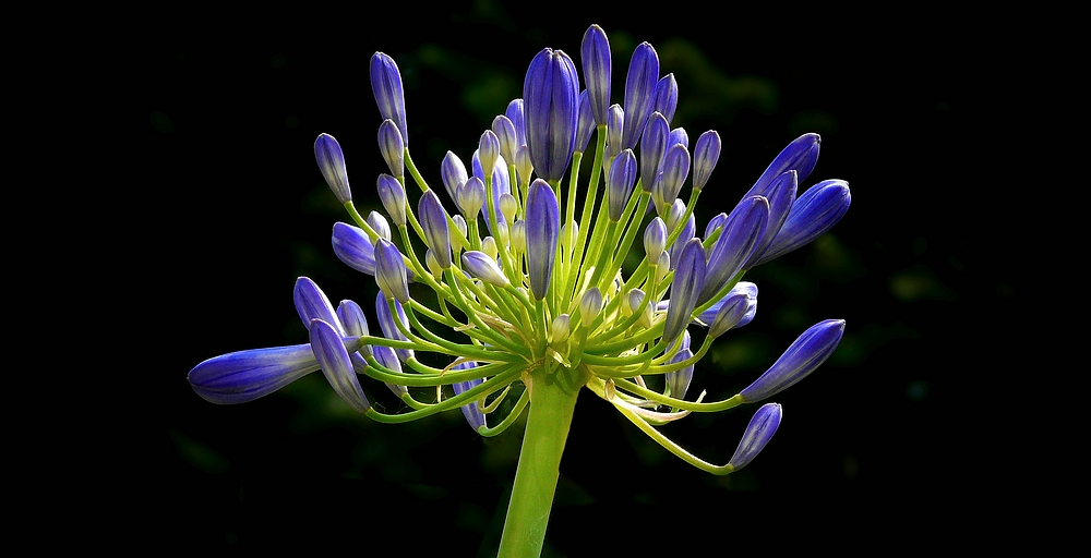 Exotic Beauty (97) : African Lily