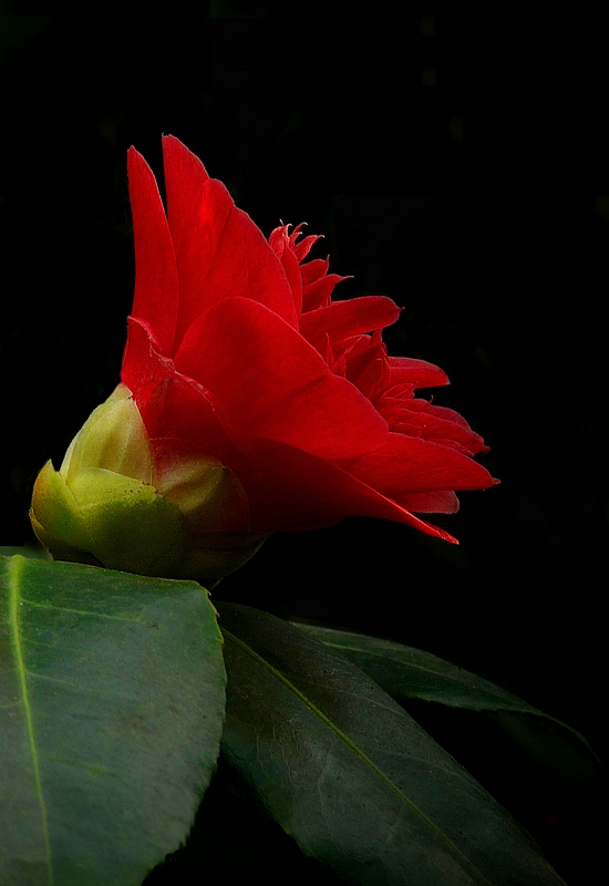 Exotic Beauty (99) : Japanese Red Camellia