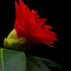 Exotic Beauty (99) : Japanese Red Camellia
