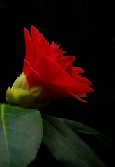 Exotic Beauty (99) : Japanese Red Camellia