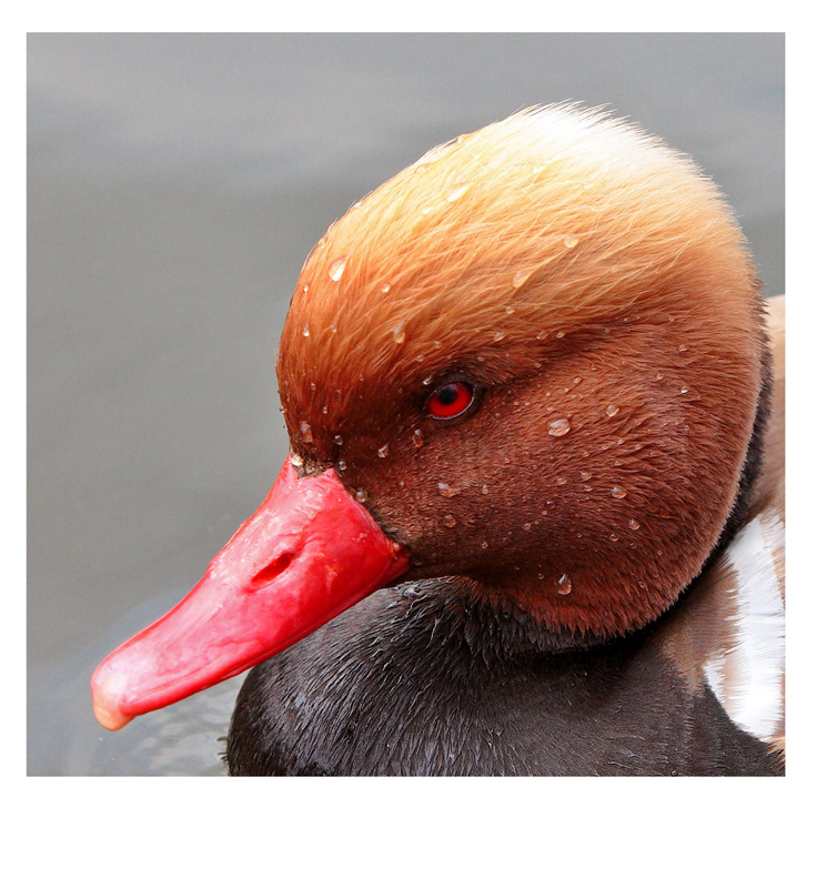 Exotic Duck