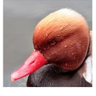 Exotic Duck